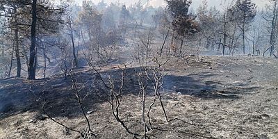 KAHRAMANMARAŞ'TA ORMAN YANGINI