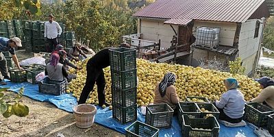 Kahramanmaraş’tan Ortadoğu’ya 5 Bin Ton Ayva İhracatı