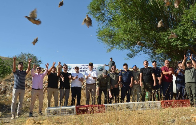Afşin de doğaya bırakılan bu keklikler sadece bozkırlara değil, umutlara