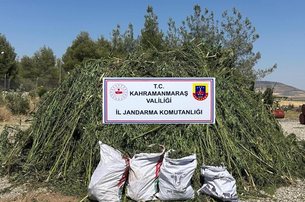 Kahramanmaraş’ta Mısır Tarlasında Kenevir Operasyonu: 4 Tutuklama Kahramanmaraş’ta jandarma ekipleri