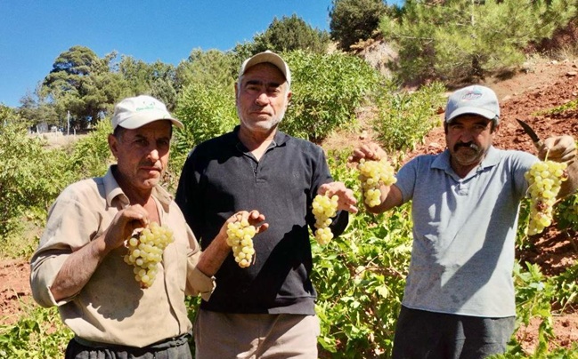 Bertiz Kabarcık Üzümünde Hasat Sezonu Başladı Kahramanmaraş’ın coğrafi işaret tescilli