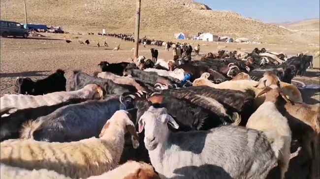 Kahramanmaraş Yaylalarında Göçerlerden Eşsiz Üretim 50 bin küçükbaş hayvandan elde