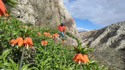 Kahramanmaraş’ın Afşin ilçesinde yer alan Binboğa Dağları, yüksek rakımlarda açan