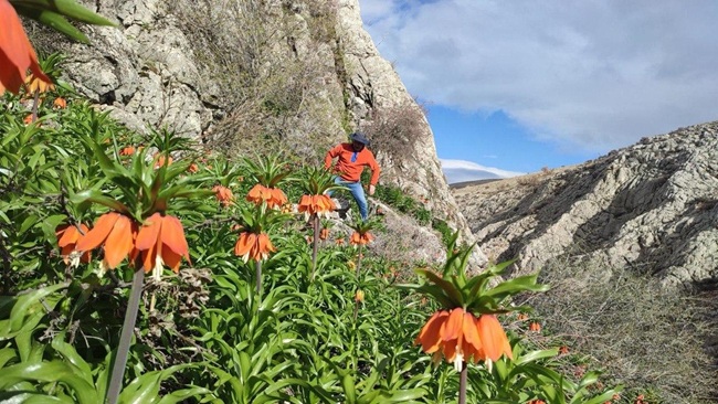 Kahramanmaraş’ın Afşin ilçesinde yer alan Binboğa Dağları, yüksek rakımlarda açan