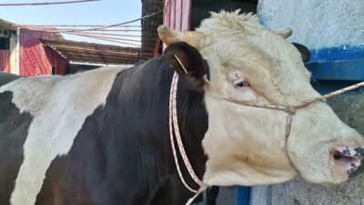 Kahramanmaraş’ta Kurban Bayramı öncesi canlı hayvan pazarlarında hareketlilik başladı. Küçükbaş