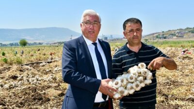 Pazarcık ilçesinde önemli tarımsal ürünlerden biri olan sarımsakta hasat sezonu