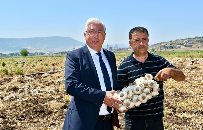 Pazarcık ilçesinde önemli tarımsal ürünlerden biri olan sarımsakta hasat sezonu