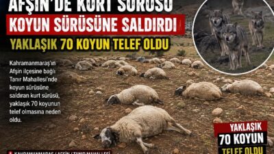 Kahramanmaraş’ın Afşin ilçesine bağlı Tanır Mahallesi’nde koyun sürüsüne saldıran kurt