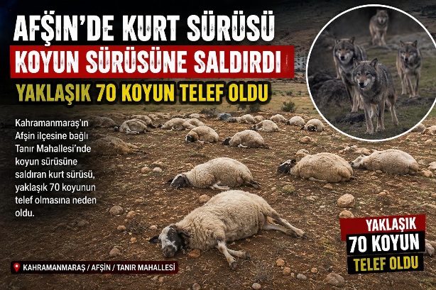 Kahramanmaraş’ın Afşin ilçesine bağlı Tanır Mahallesi’nde koyun sürüsüne saldıran kurt