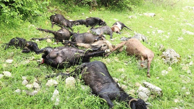 Kahramanmaraş’ta sürüye kurt saldırısı: 6