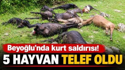 Kahramanmaraş’ın Türkoğlu ilçesine bağlı Beyoğlu Mahallesi’nde meydana gelen kurt saldırısında
