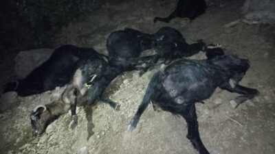 Kahramanmaraş’ta etkili olan şiddetli yağış sırasında yıldırım düşmesi sonucu 20