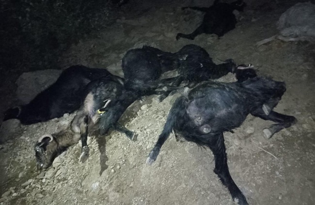 Kahramanmaraş’ta etkili olan şiddetli yağış